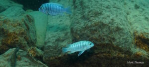 Metriaclima estherae 'Gome Rock'